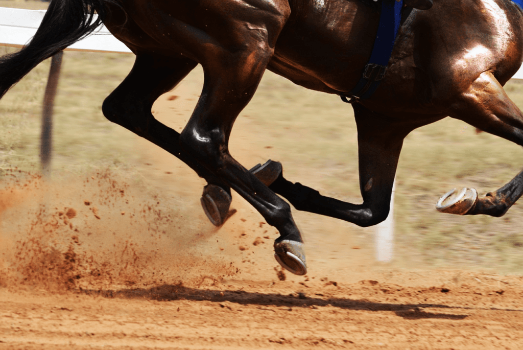 【白山大賞典2023予想】今年も中央馬優勢か?勢いある地方馬・セイカメテオポリスに期待