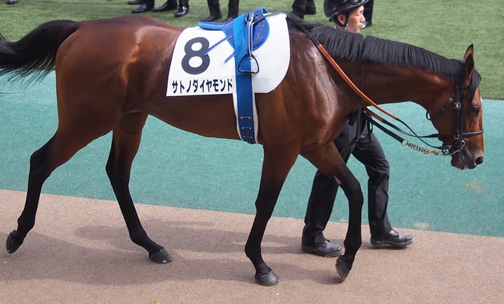 サトノダイヤモンド、有馬記念には向かわず年内休養