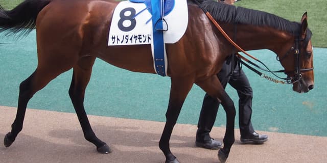 サトノダイヤモンド、有馬記念には向かわず年内休養