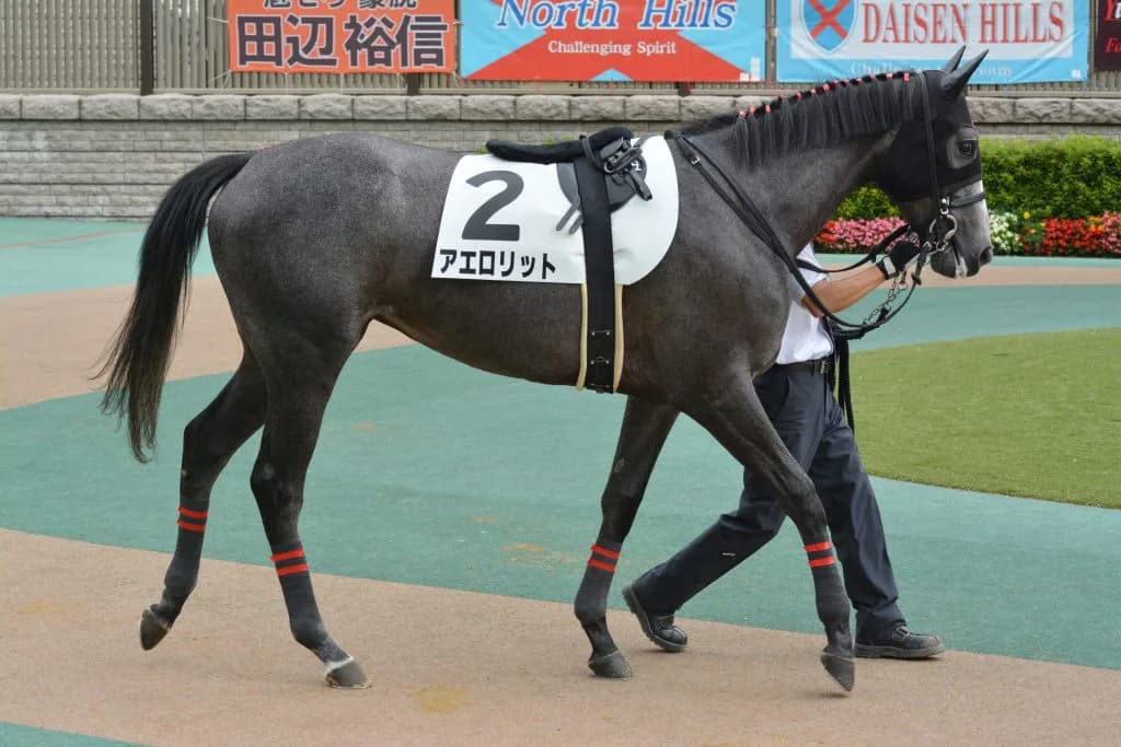 安田記念2着のアエロリット、毎日王冠へ