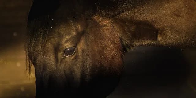 【ジャックルマロワ賞2018予想】レースのカギを握るのは?