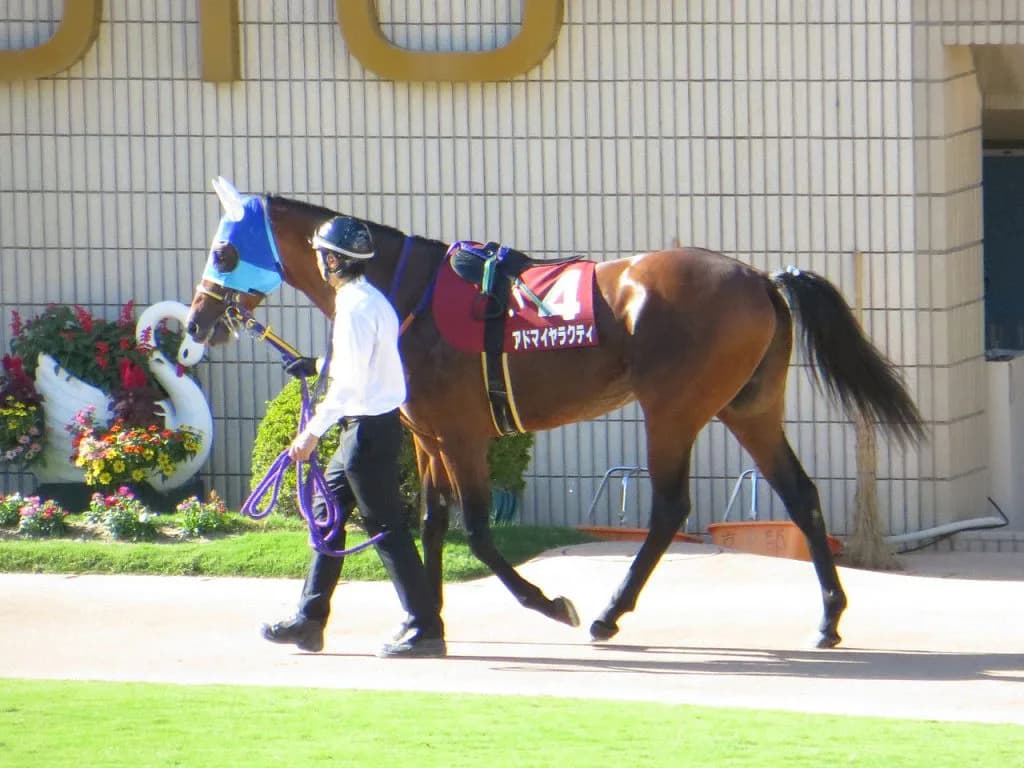 【注目新馬】アドマイヤと相性の良い馬名とは?