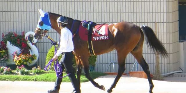 【注目新馬】アドマイヤと相性の良い馬名とは?