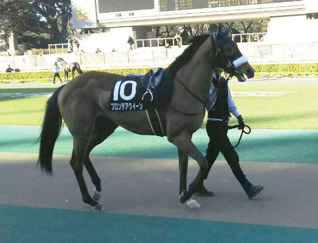 【クイーンS予想2018】フロンテアクイーンの洋芝・夏適性を血統データで分析!