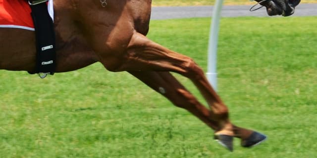 【天皇賞春2019予想】3頭の逃げ馬の取捨のポイントは?