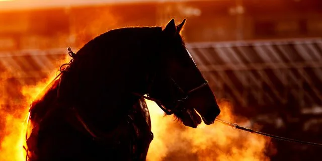 JRAマイルCS(2019)で大穴を開ける1頭は?