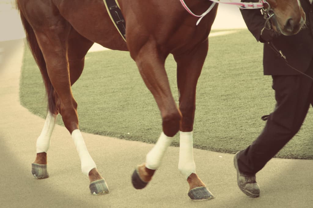 【キャピタルS予想2025】狙い目は"ポートアイランドS組"