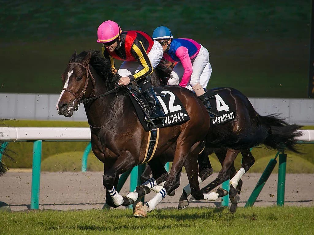 【京都記念2019予想】タイムフライヤー、前走の積極的な競馬がここで活きるか!?