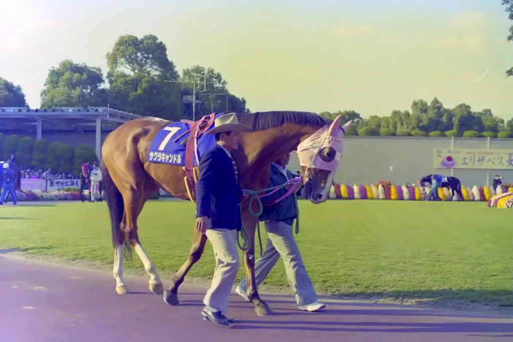 サクラキャンドル、亡くなる