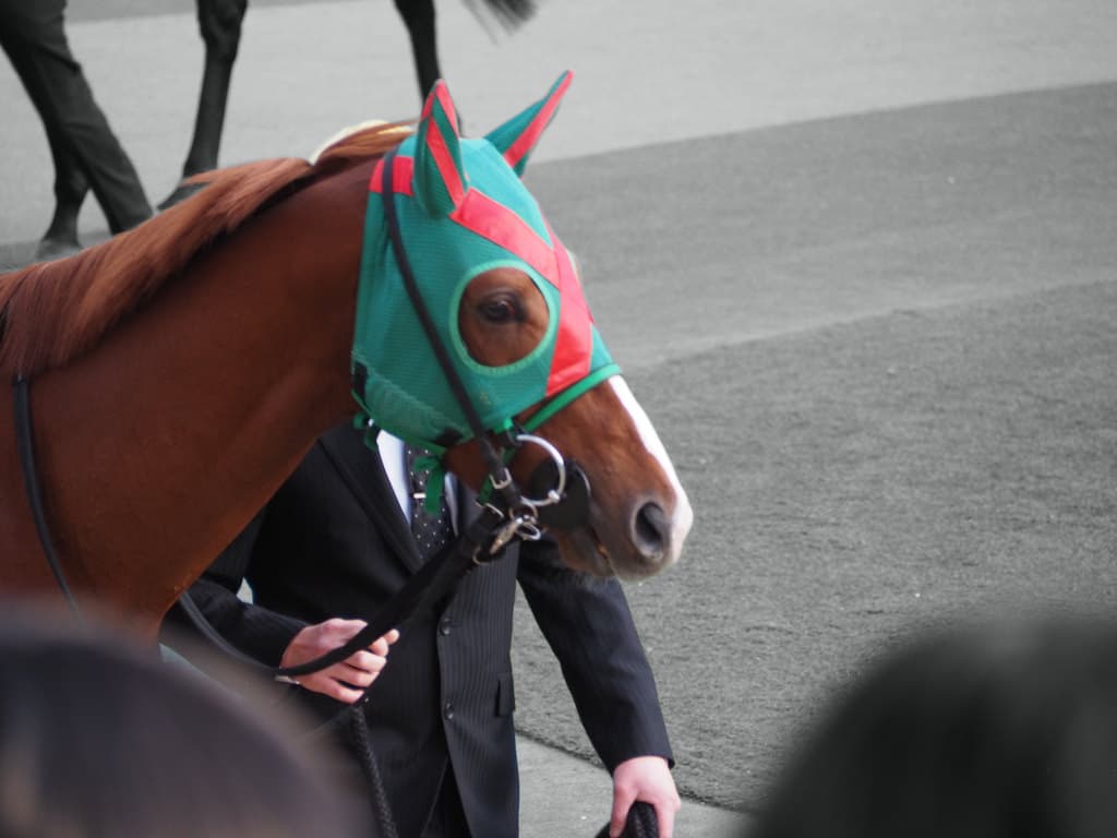 【チャレンジカップ予想2019】地方馬ハッピーグリン、武豊で一変期待