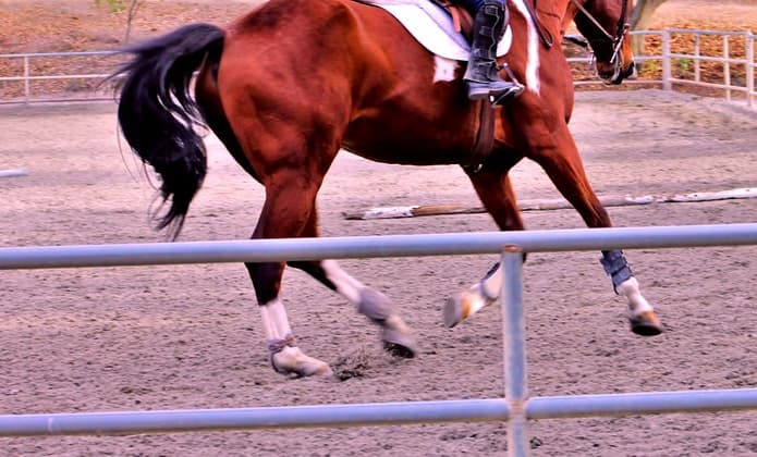 【CBC賞2019予想】調教・最終追い切りが高評価の馬トップ3