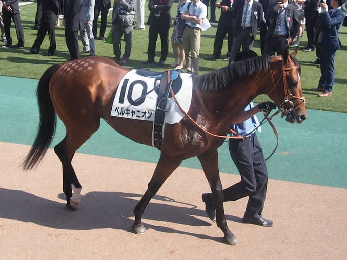 【メイS予想2019】古豪ベルキャニオン、D.レーン騎手とのコンビで完全復活か