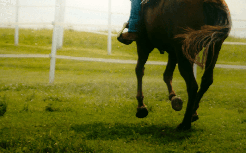 【大倉山特別2020予想】新馬戦12馬身圧勝の期待馬シェダル、初の古馬相手も通過点か?