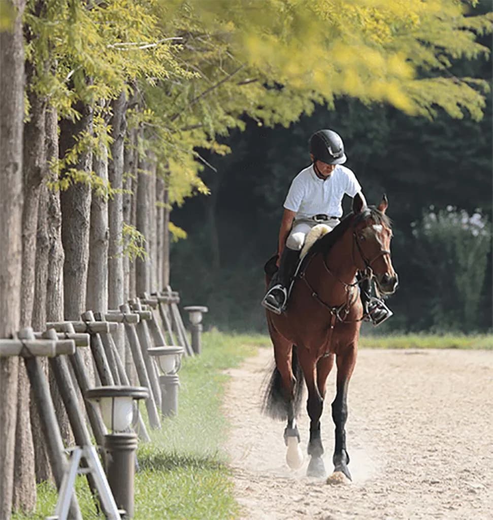 馬を救い人を癒やす「TCCセラピーパーク」、引退馬のセカンドキャリアを支援