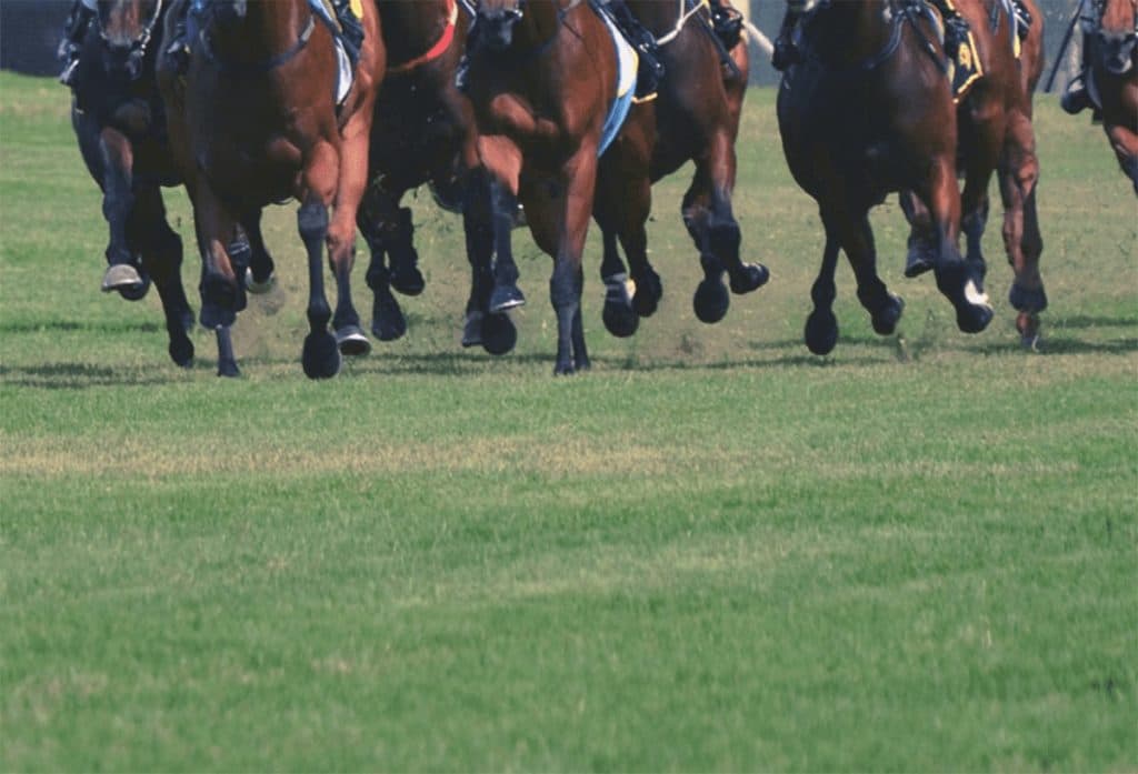 【下鴨S予想2024】前走同クラス好走馬が多数参戦するハイレベルな準オープン