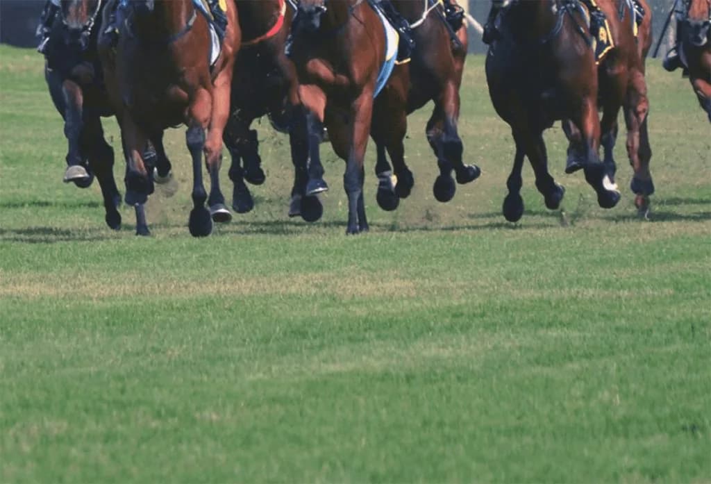 【アメリカJCC予想2022】実績馬の始動戦!オーソクレースやポタジェなど出走予定馬を考察