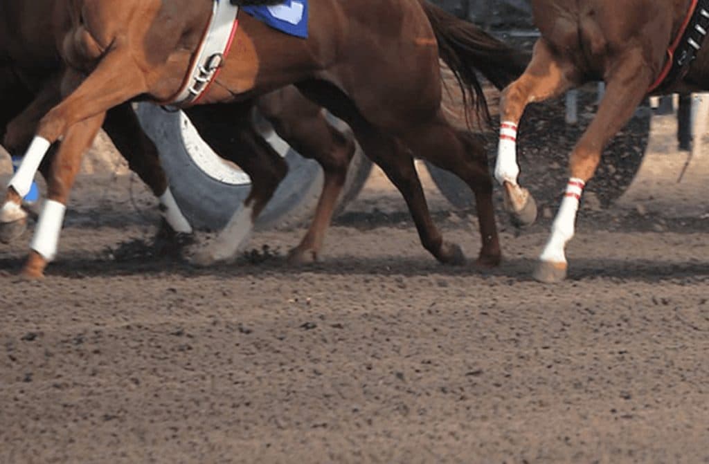 【BCフィリー&メアターフ2023】カギは“コース”と“距離”の適性?ウインマリリンの適性はいかに