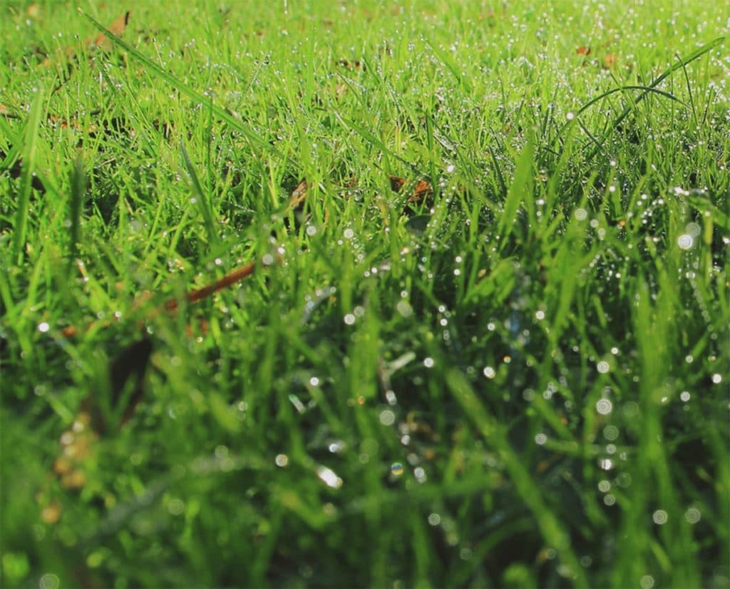 JRA関屋記念(2021)はタフな馬場をこなせる馬を狙え!