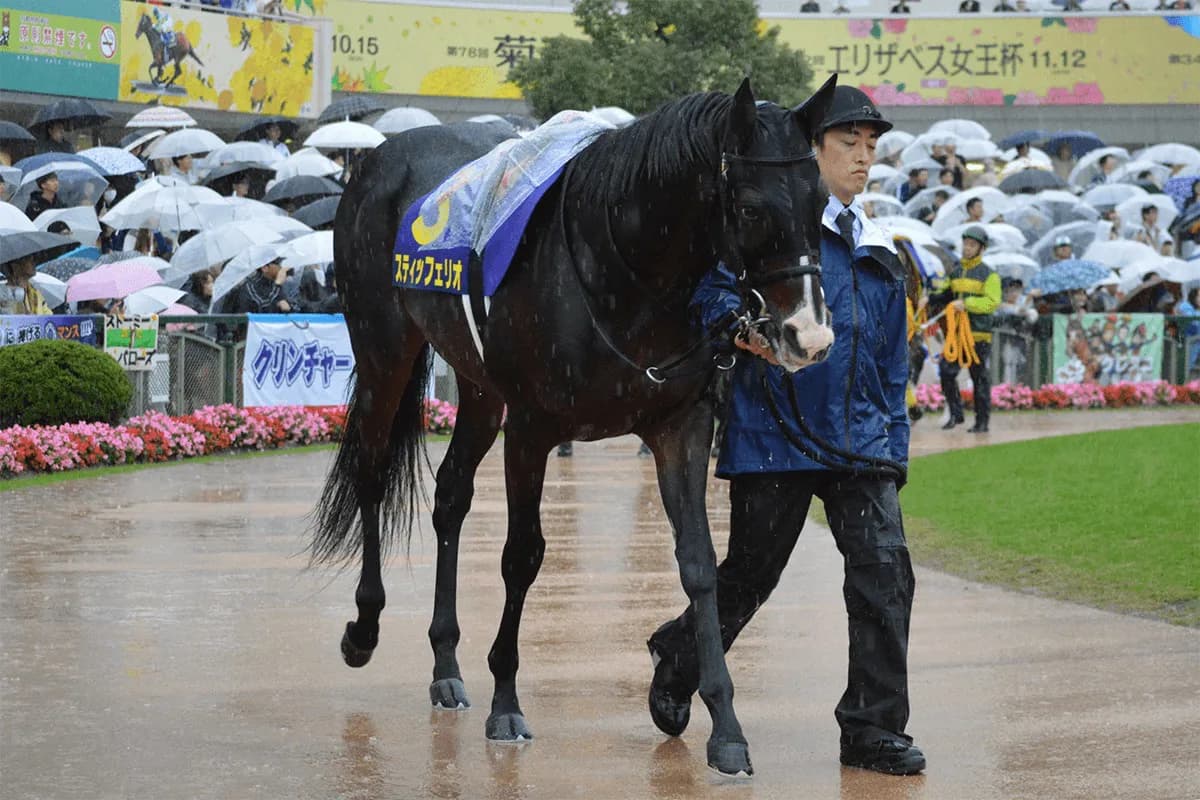 重賞3勝スティッフェリオ、屈腱炎で現役引退