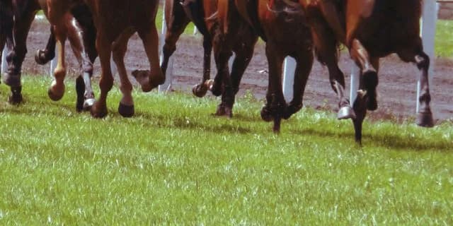 【修学院ステークス予想2024】前走2着馬が多数激突!ハイレベルな3勝クラス戦