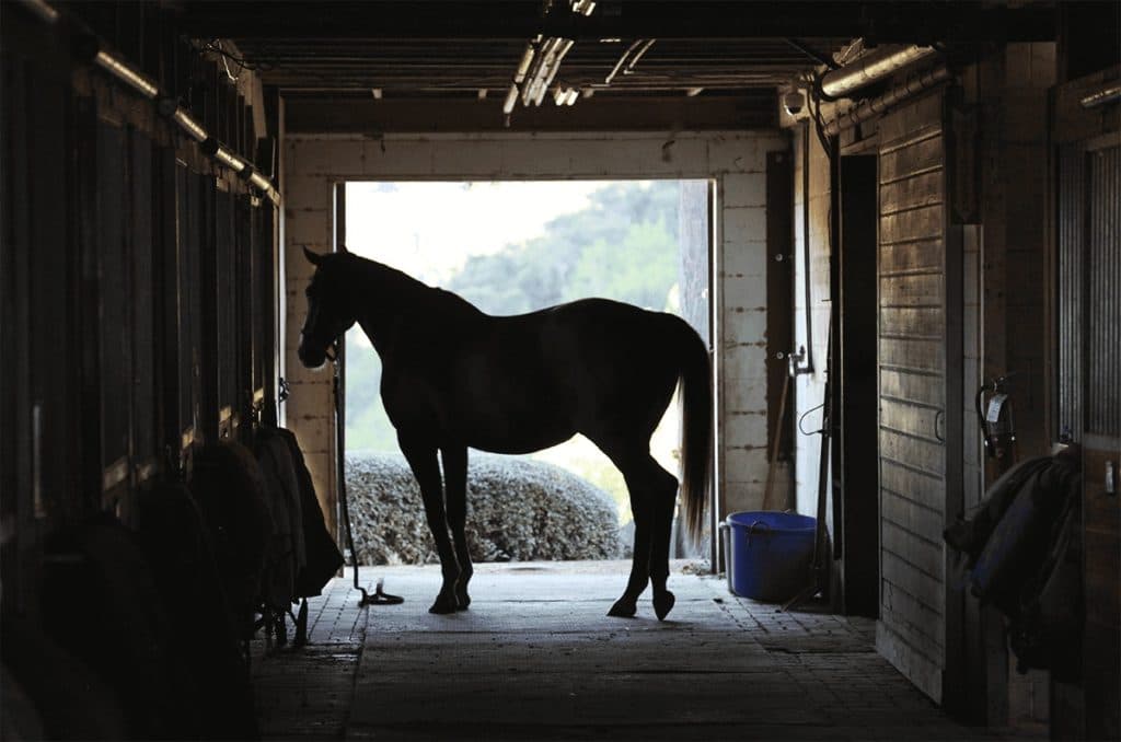 【京阪杯2019予想】“一変しそうな穴馬”とは?波乱を呼ぶ電撃戦