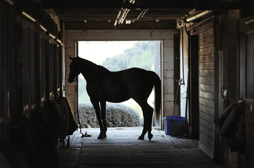 【ホープフルS予想2019】夢とロマンを感じる大物、オーソリティ