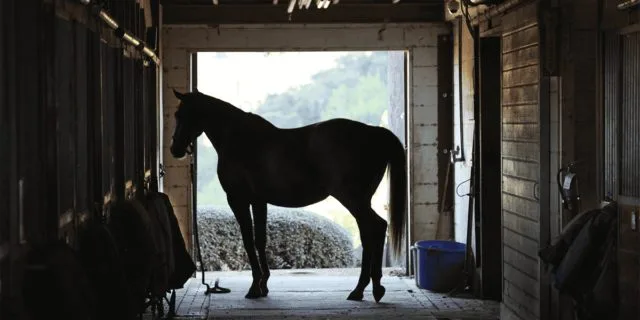 【ホープフルS予想2019】夢とロマンを感じる大物、オーソリティ