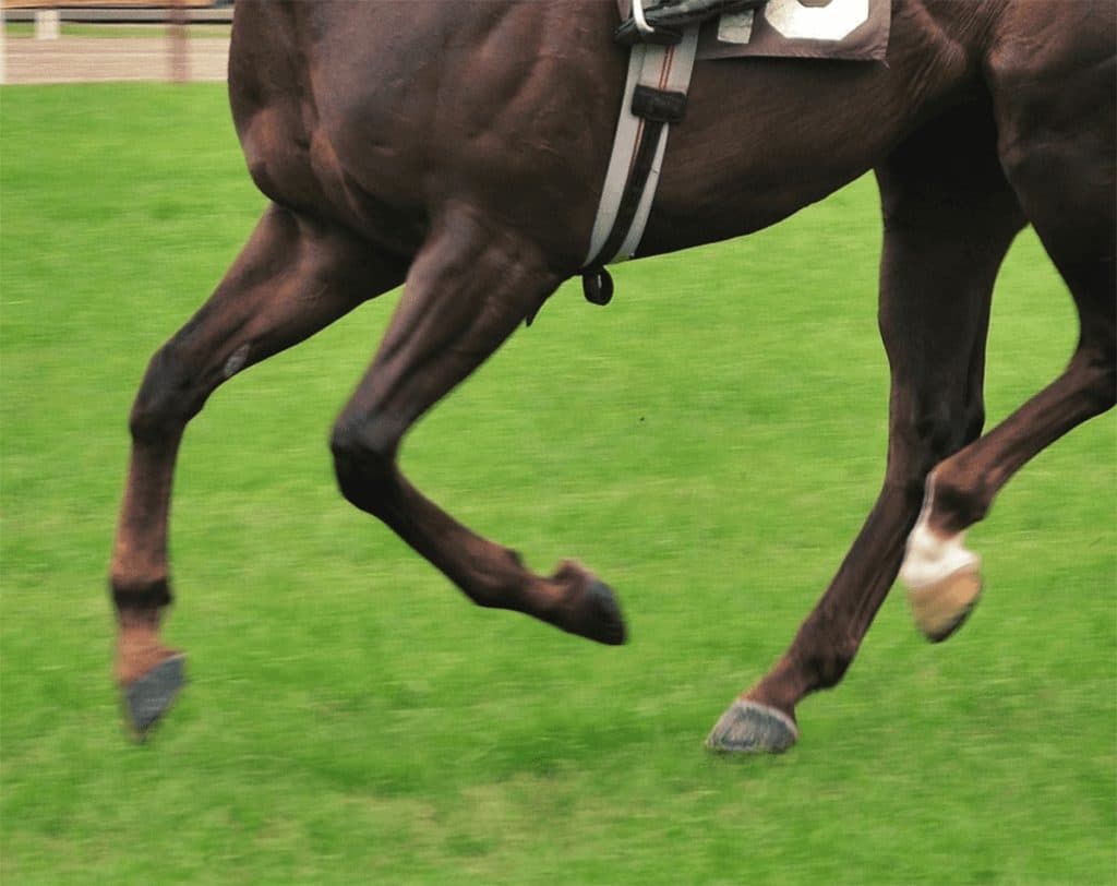 【葵ステークス2020予想】未勝利脱出に手こずったビップウインク、連勝で初重賞へ挑む