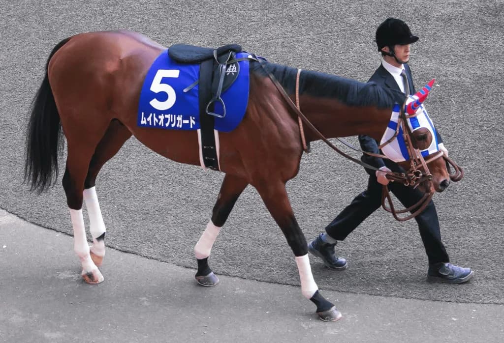 【ジャパンカップ2019予想】2400mベストのムイトオブリガード、ルメールが強み引き出す