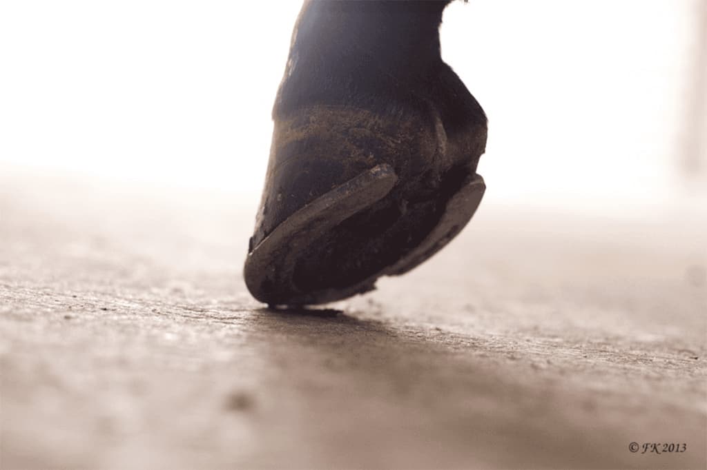 【ベテルギウスS予想2019】連勝中のコマビショウ、飛躍の一戦になるか