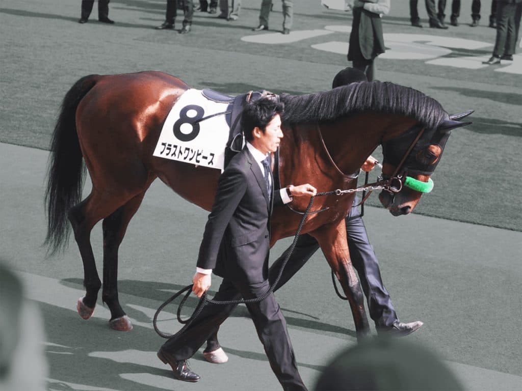 JRAブラストワンピースが引退、今後は乗馬に