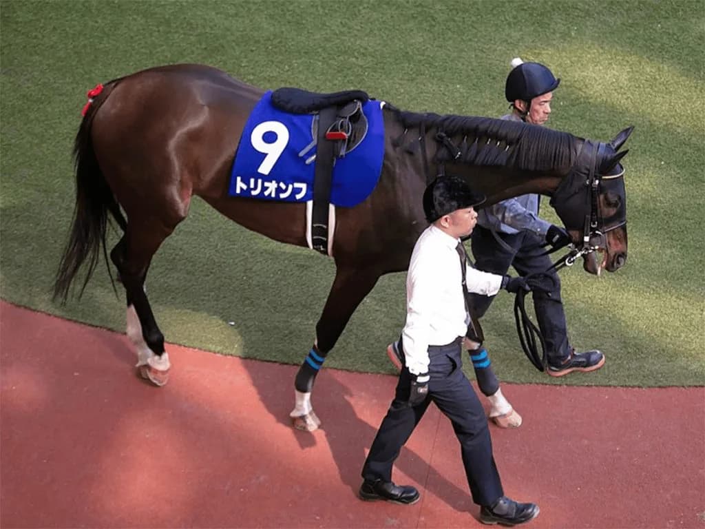 トリオンフ引退、乗馬に