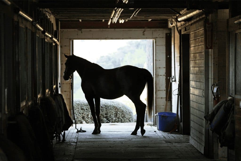 【グランアレグリアC予想2024】昇級初戦馬に実績馬が立ちはだかるか