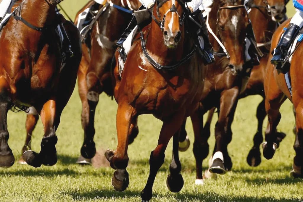 【チャレンジC予想2022】暮れの古馬中距離重賞!ソーヴァリアントやヒンドゥタイムズなど出走予定馬を考察