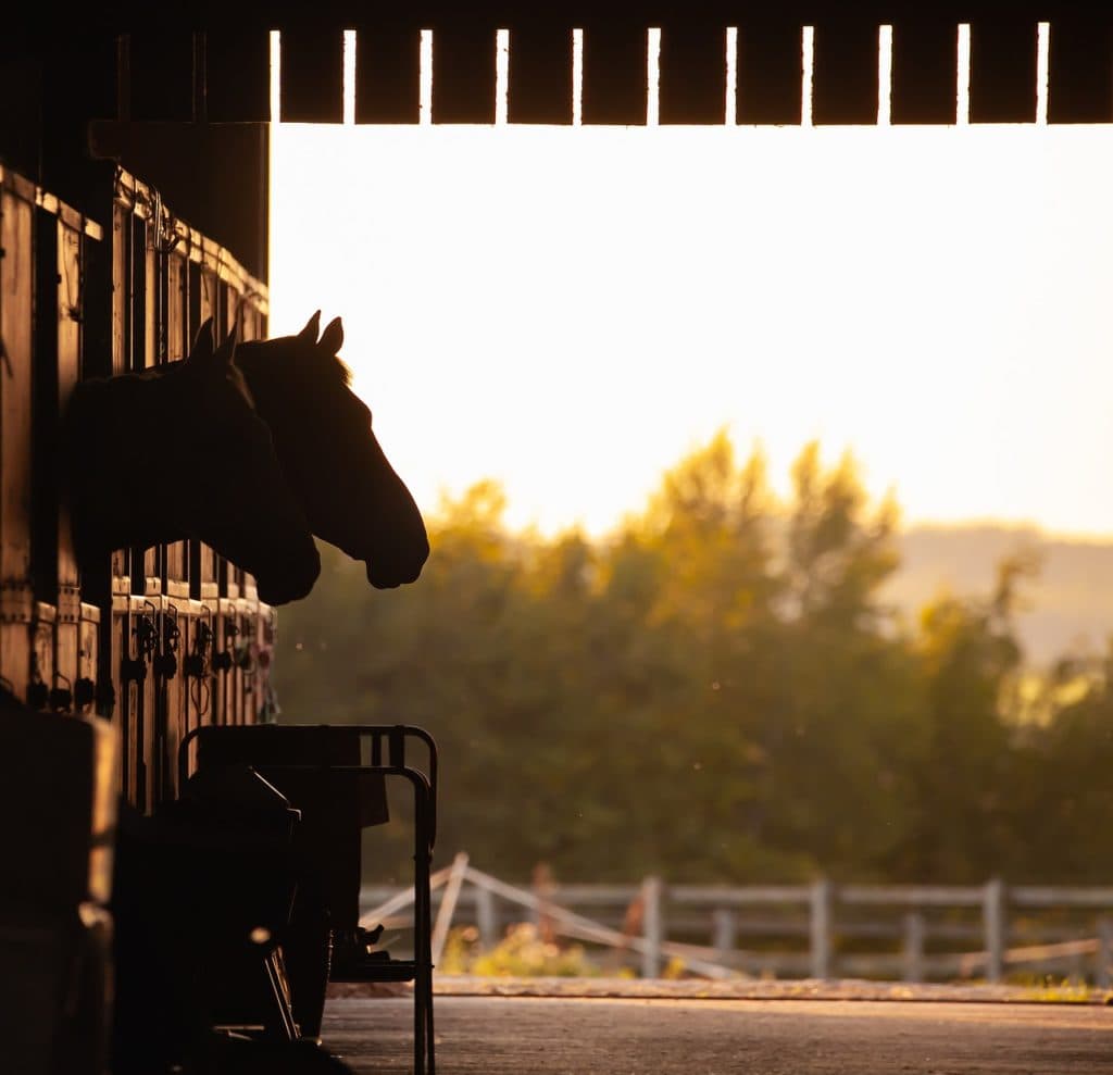 【BCクラシック2025】二冠馬ソヴリンティは発熱で回避、レースは9頭立てに