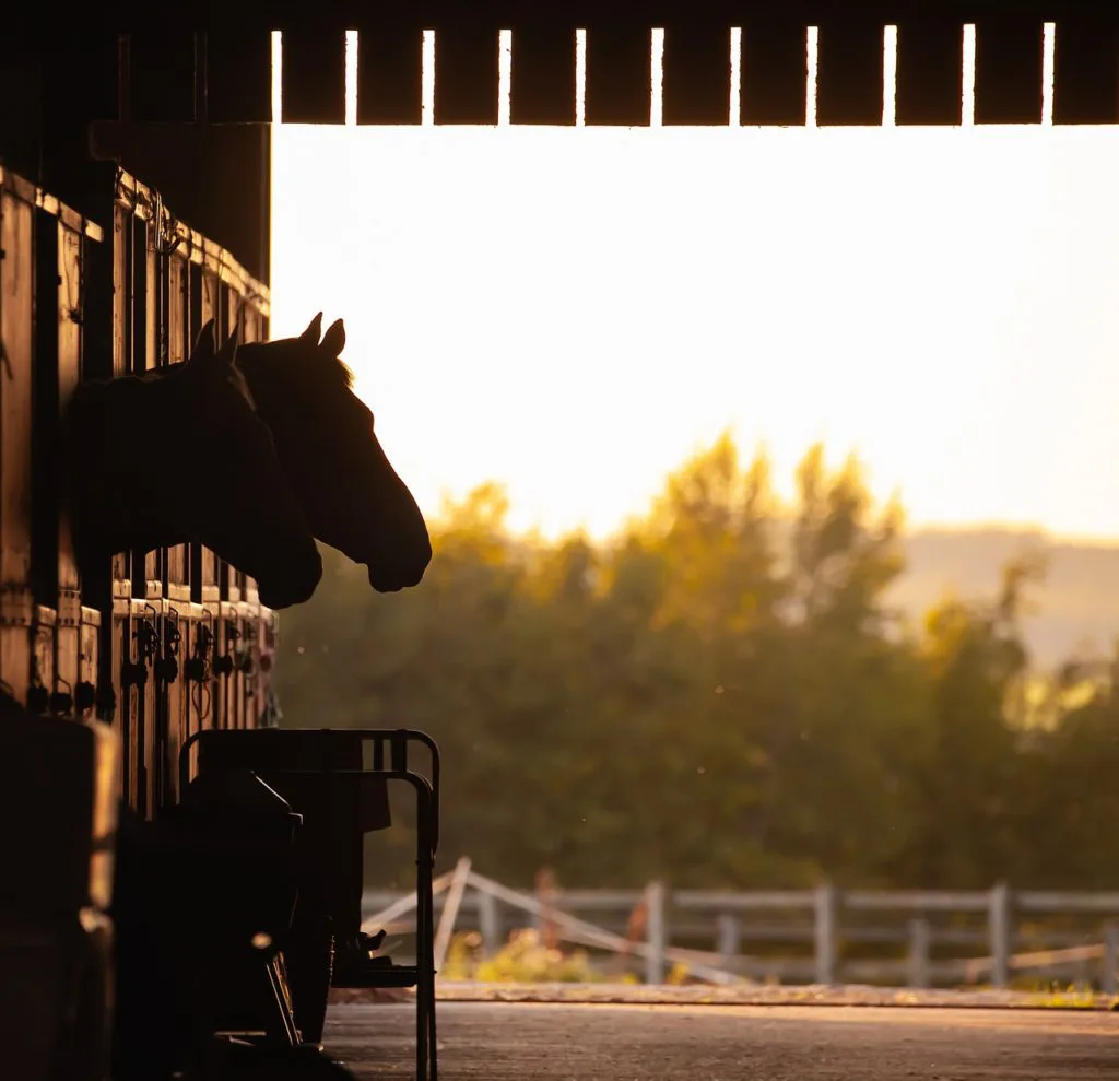 異色の余生を送るプレミアムボックス