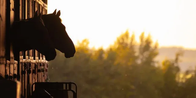 【BCクラシック2025】二冠馬ソヴリンティは発熱で回避、レースは9頭立てに