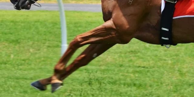 【トリトンS予想2020】ピースワンパラディ、得意の左回りで天下取りへ