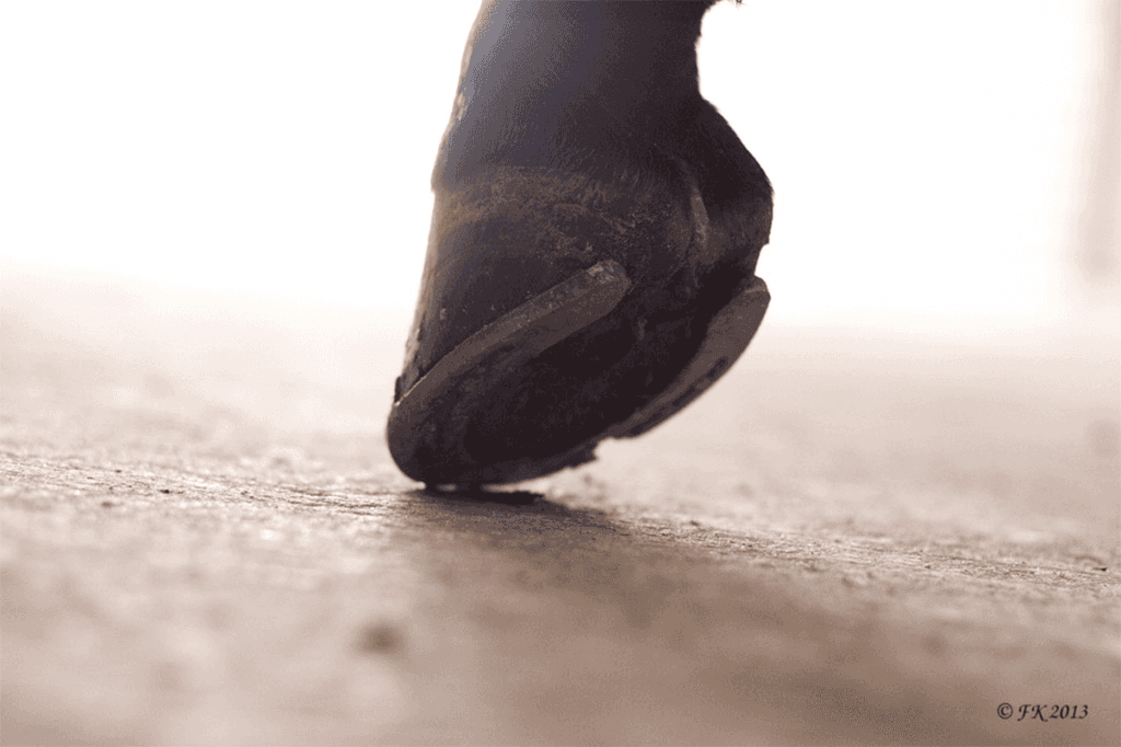 ディープインパクト産駒最終世代のオーギュストロダン、愛チャンピオンSへ。凱旋門賞への参戦は?