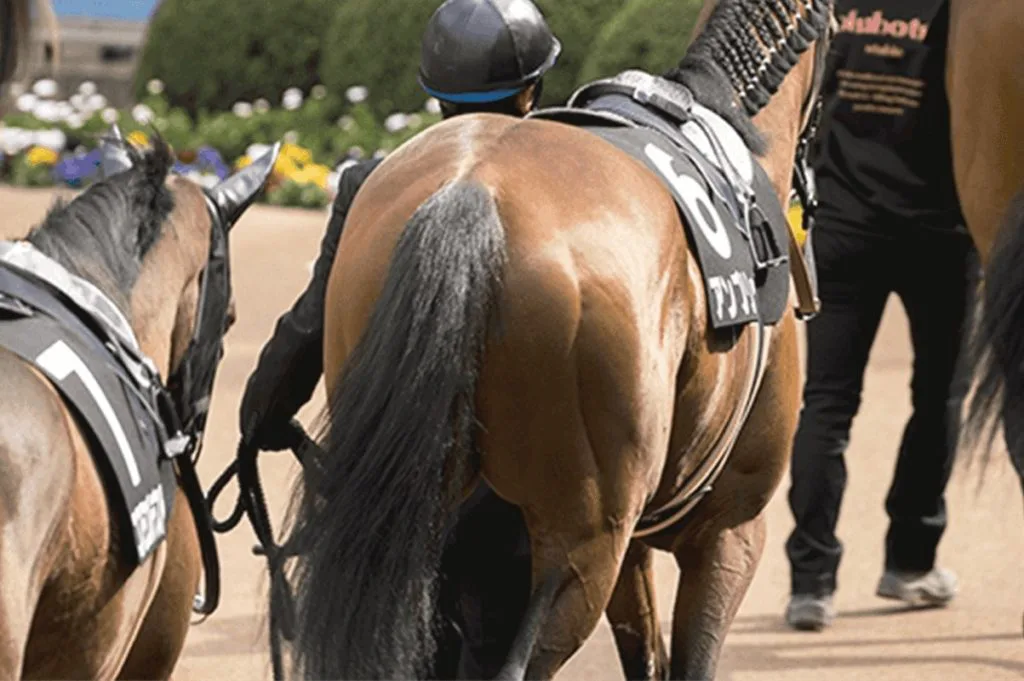 【高松宮記念2020予想】最終追い切り・調教内容が高評価の馬トップ3は?