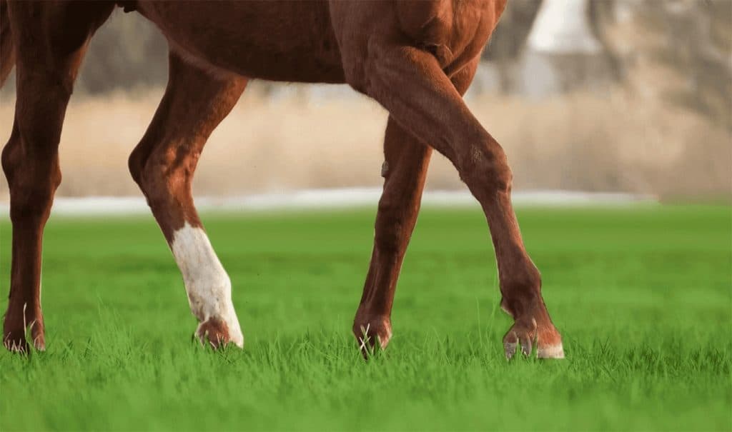 【大原ステークス予想2023】重賞実績馬ゴールドエクリプス、満を持して3勝クラスに初挑戦!