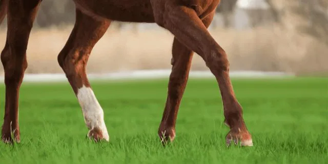 【紫苑S予想2024】実力上位ボンドガール、2000m戦が不安視