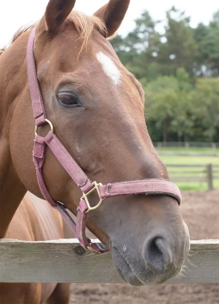 マチカネフクキタル亡くなる、1997年の菊花賞馬