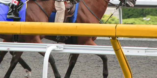 【東京スポーツ杯2歳ステークス2025予想】最終追い切り・調教内容が高評価の馬トップ3は?