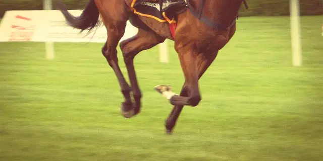 【キャピタルS予想2020】末脚勝負のカテドラル、名手確保で再度の一発に期待!