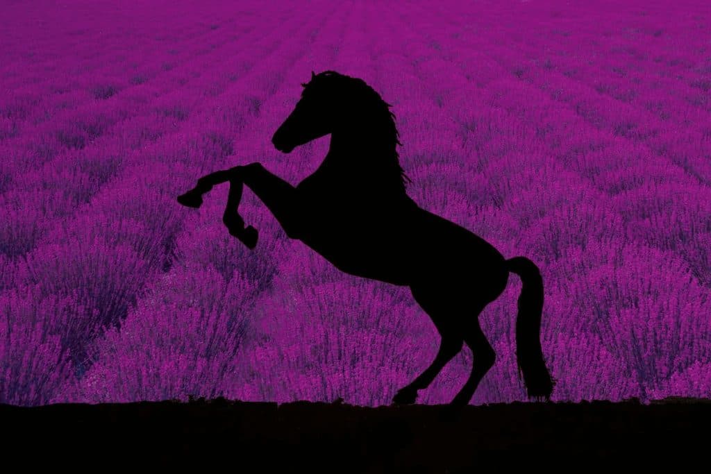 【黄菊賞2020予想】紅一点クインズラベンダー、良血馬を撃破できるか