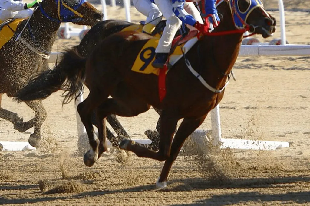 【毎日杯2023予想】最終追い切り・調教内容が高評価の馬トップ3は?