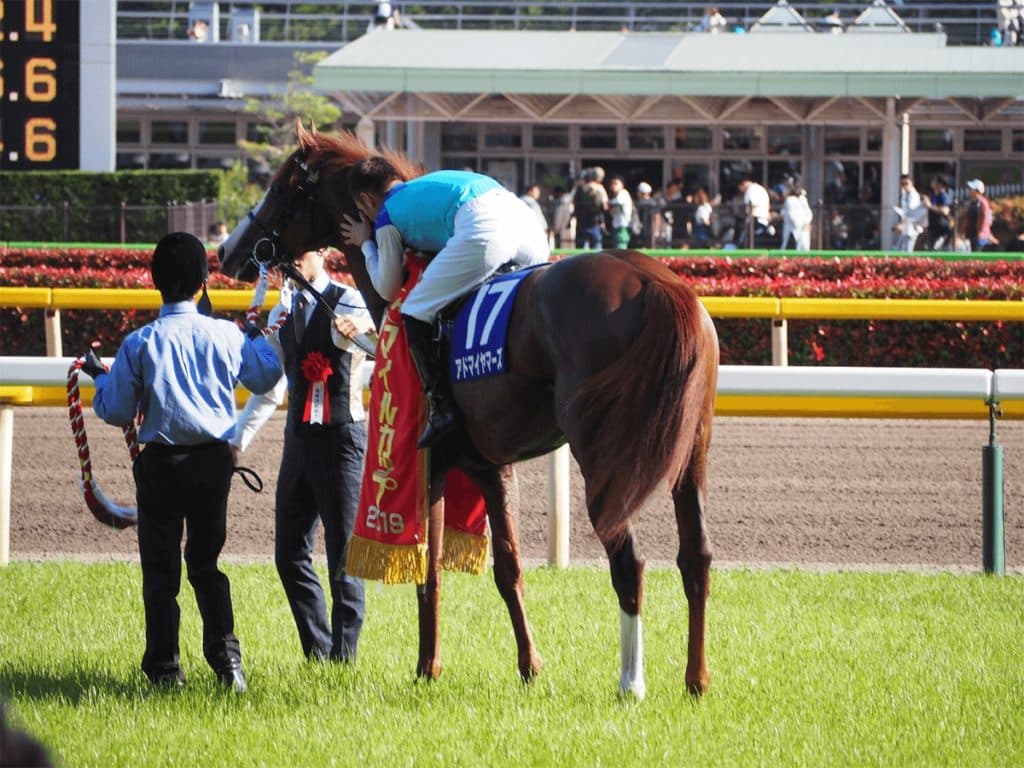 JRAアドマイヤマーズ引退、種牡馬入りへ