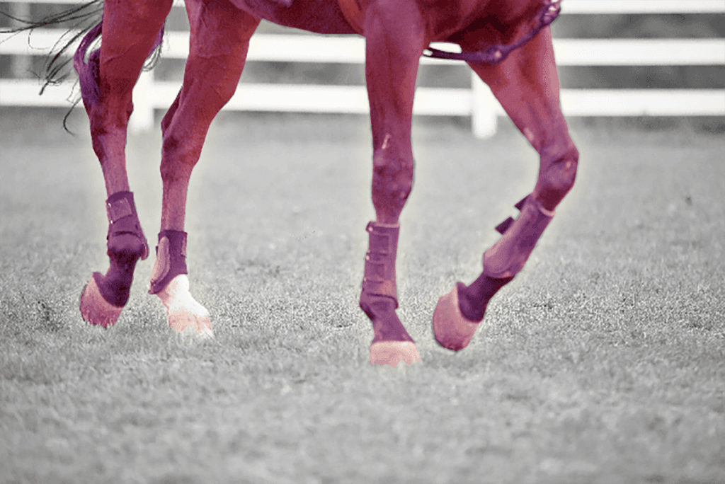 【JRA】ついに“女イクイノックス”がベールを脱ぐ!イクシードが日曜東京でデビュー