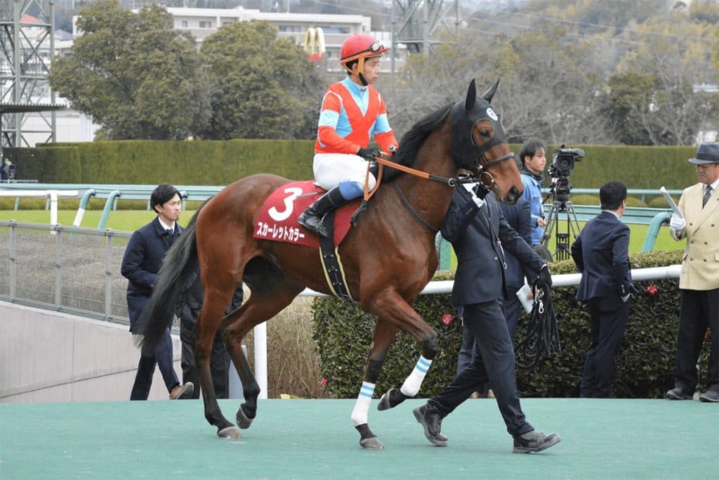 JRAスカーレットカラー、米国ではなくノースヒルズで繁殖入り